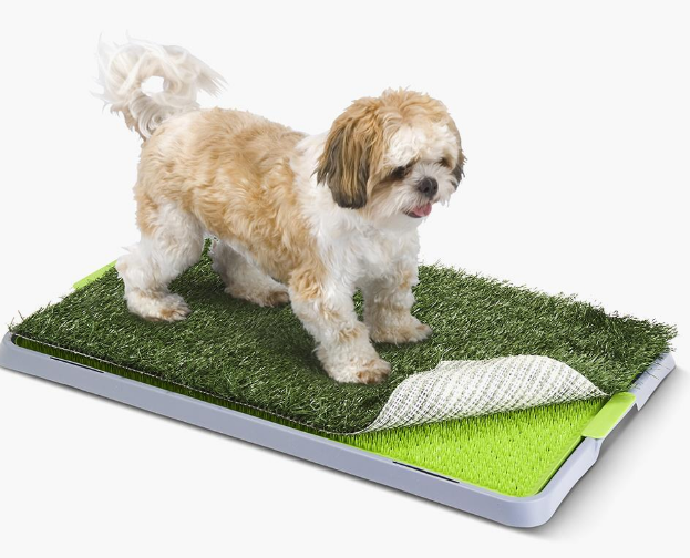 Indoor Dog Potty for Havanese: A Comprehensive Guide