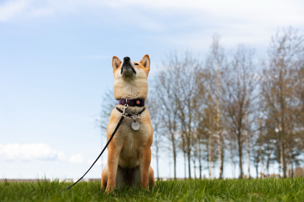 Harnessing Safety and Comfort: How Dog Harnesses Benefit Both You and Your Furry Friend