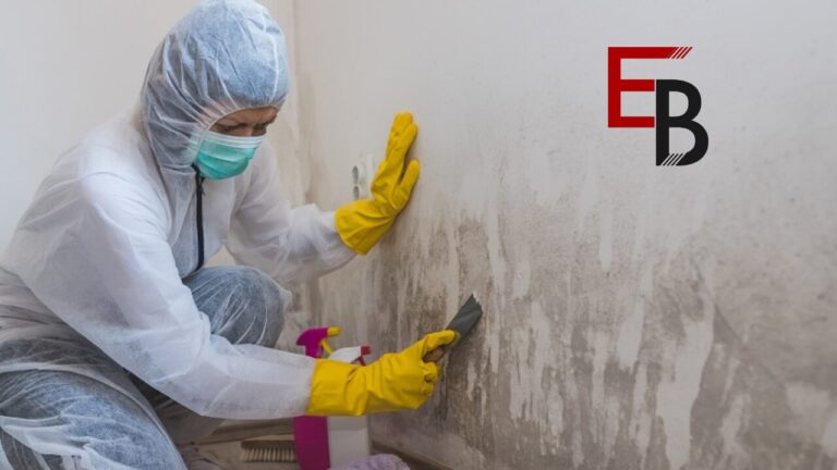 Advanced Mold Remediation in Seattle: Protecting Your Space From Mold Hazards