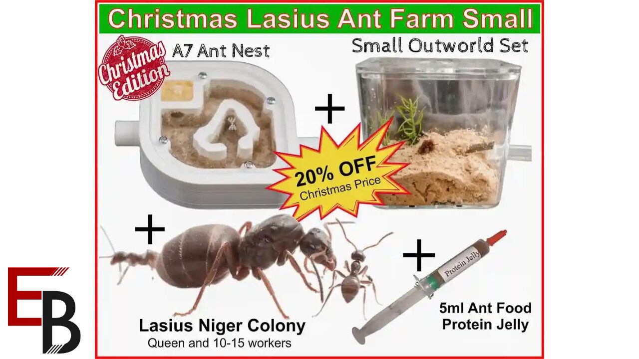 keeping a healthy ant farm