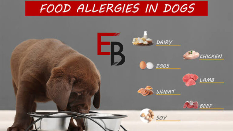 Most Common Causes of Dog Allergies