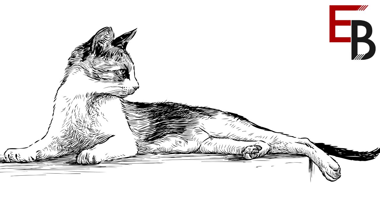 how to draw a cat tutorial