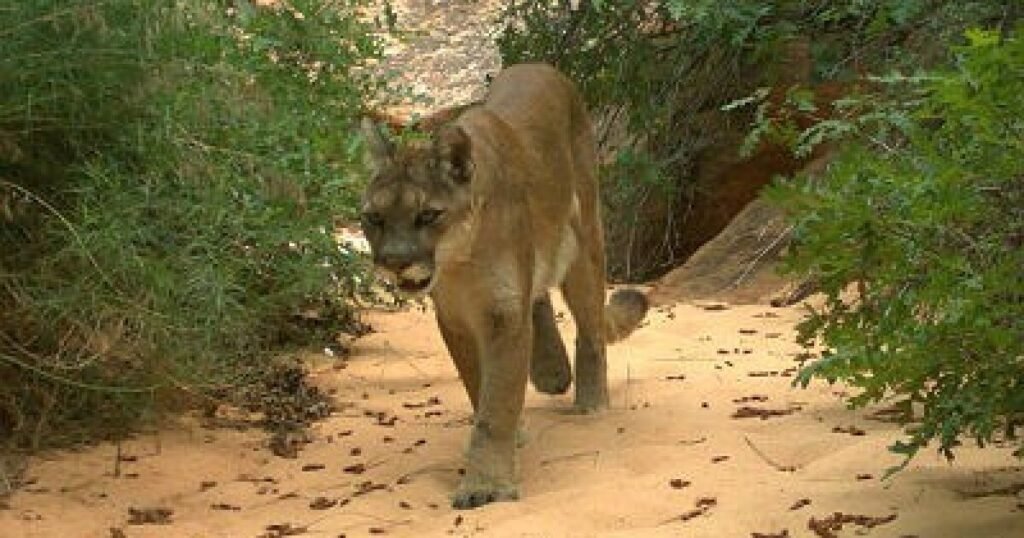 Safety Tips for Mountain Lion