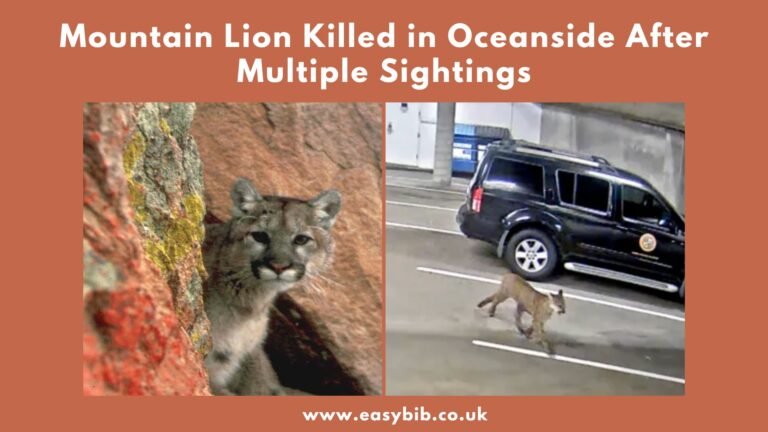 Mountain Lion Killed