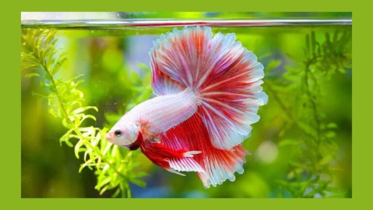 Betta Fish