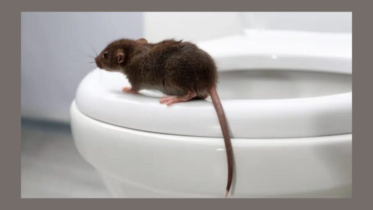 Rat Extermination for Hospitality Facilities