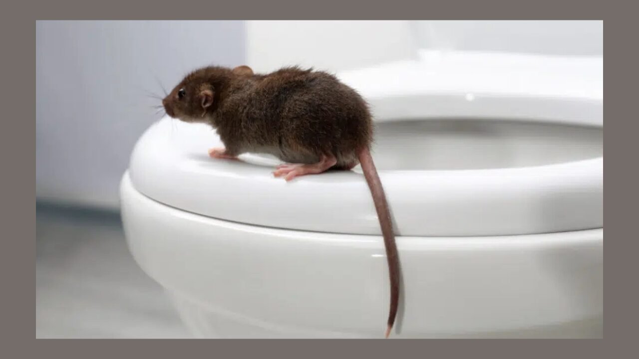 Rat Extermination for Hospitality Facilities