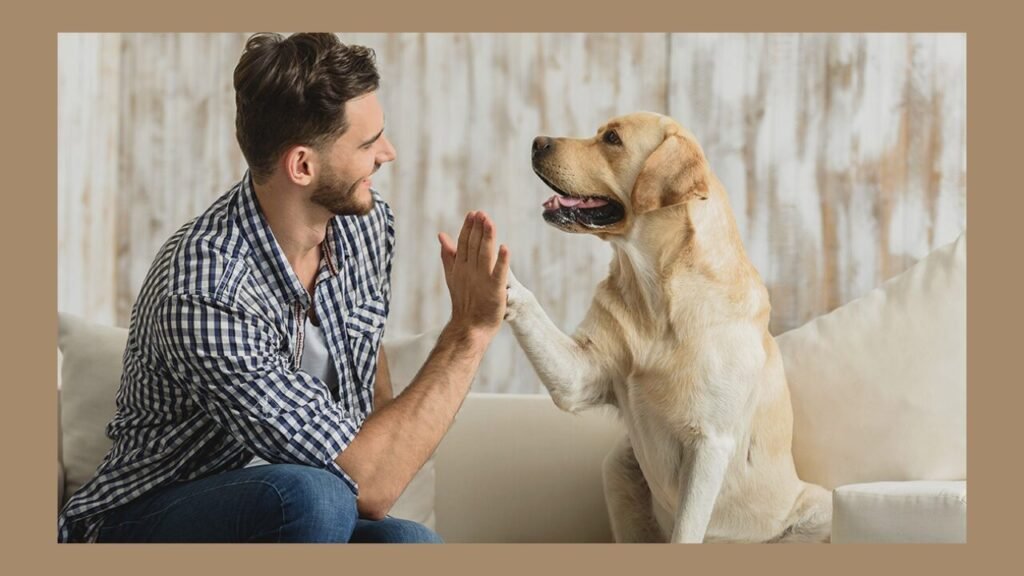Pet Sitting Services