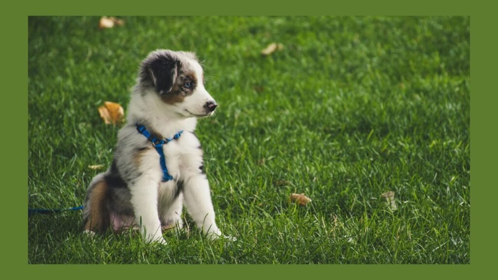 Dog Harness