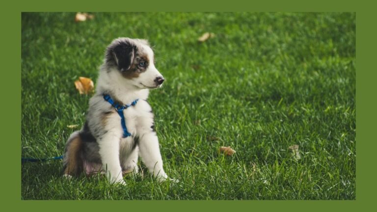 Dog Harness