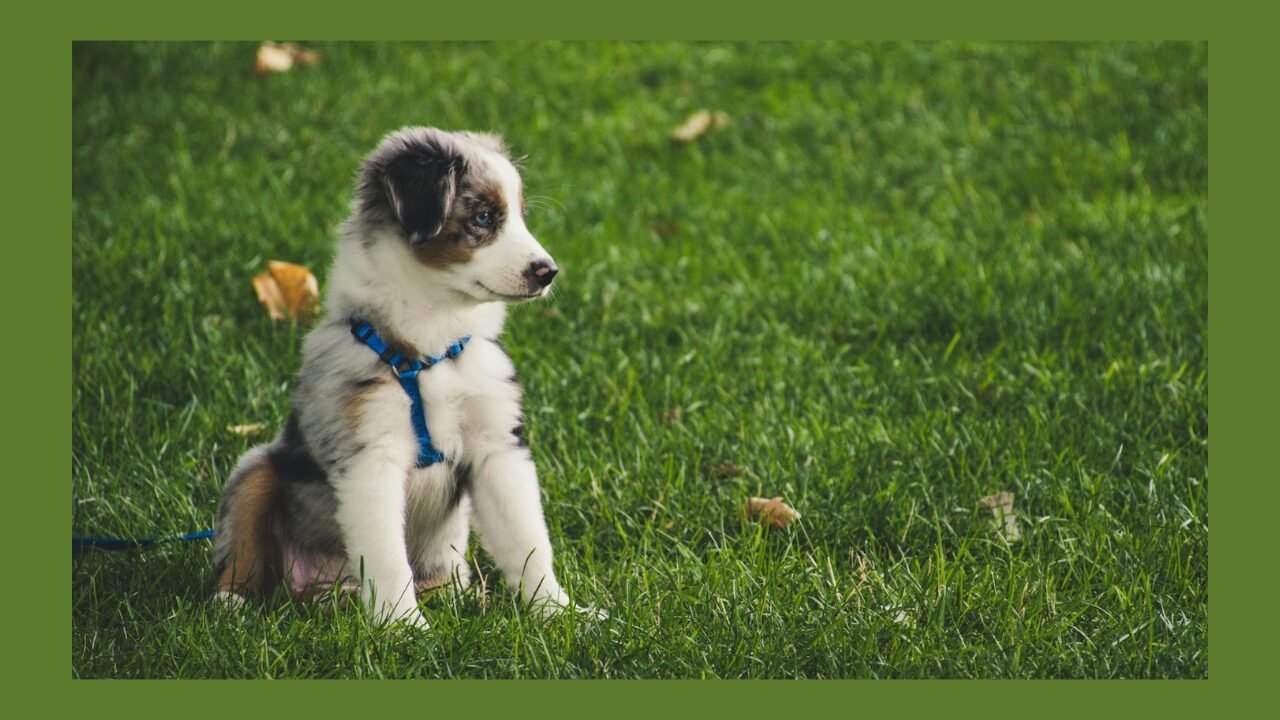 Dog Harness