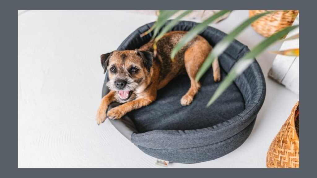 Pet Bed