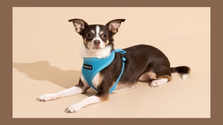 Small Dog Harness