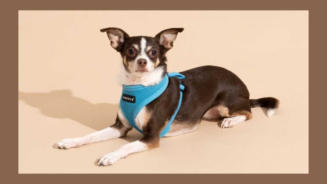 Small Dog Harness