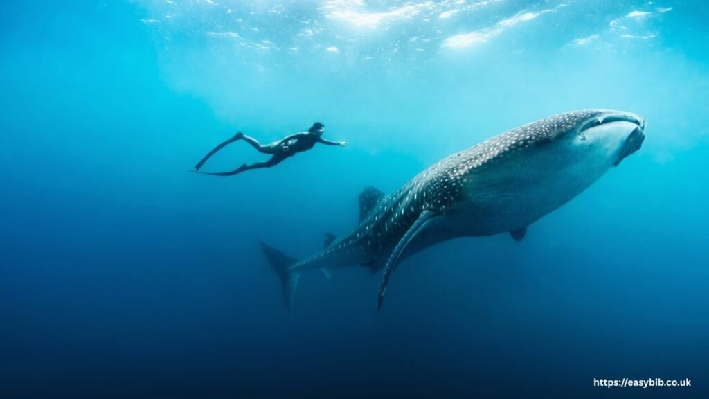 Whale Shark Season