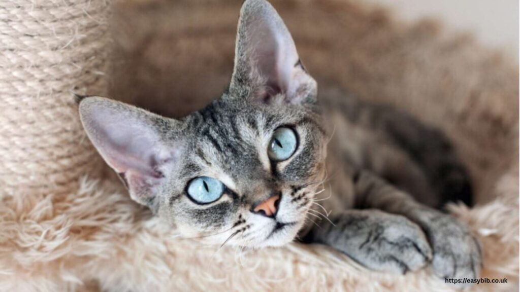 devon rex and british shorthair