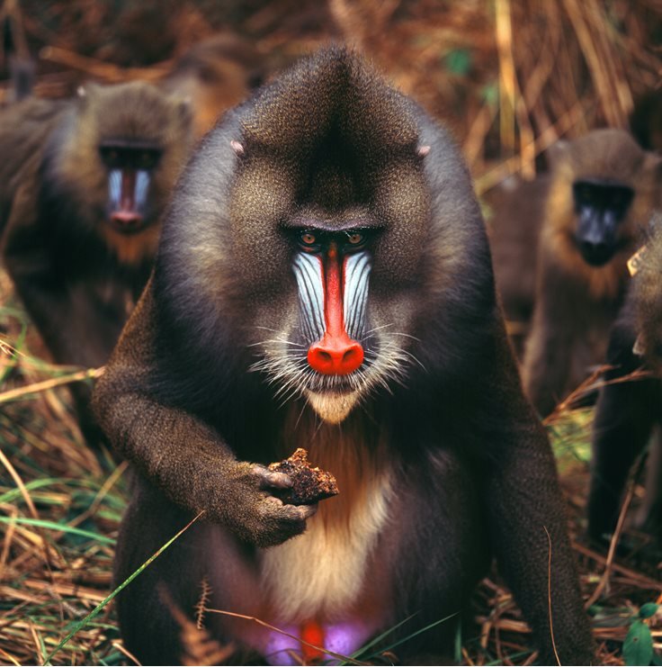 Monkey Type Org