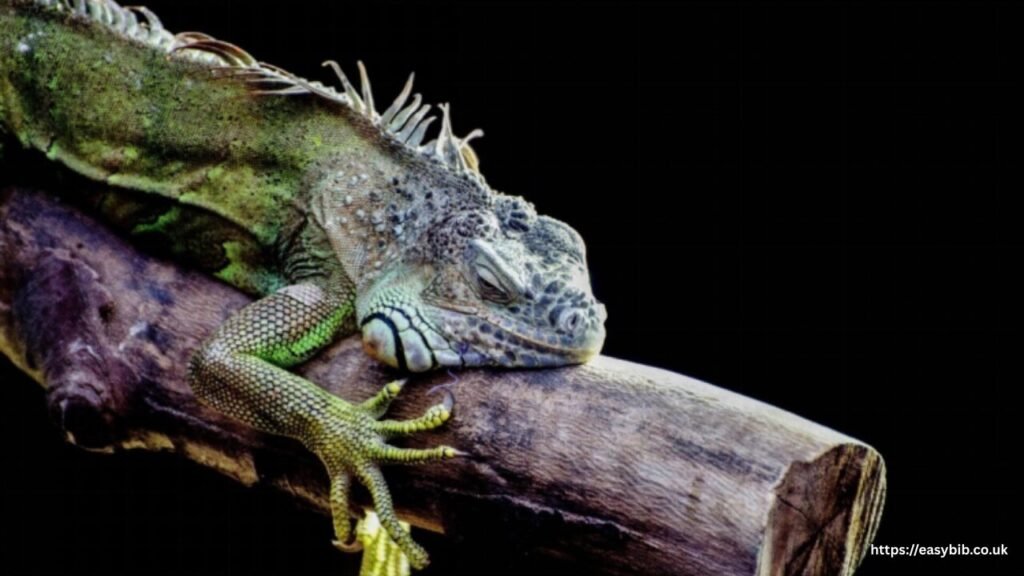 Reptile Food Options