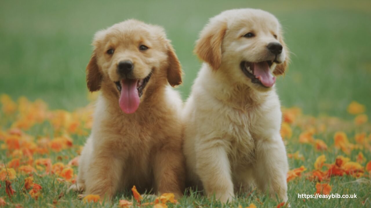 Littermate Syndrome