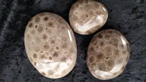 Varieties of Petoskey Stone