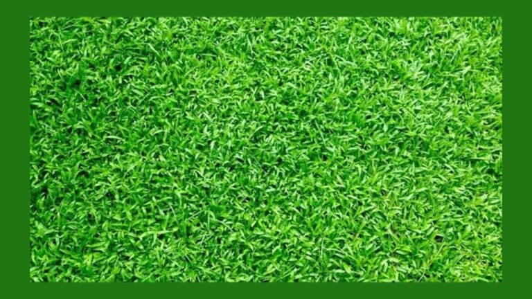 Artificial Turf