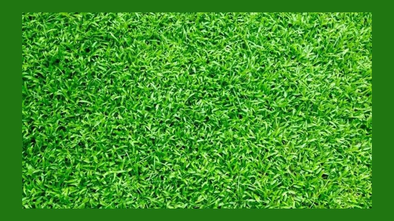 Artificial Turf
