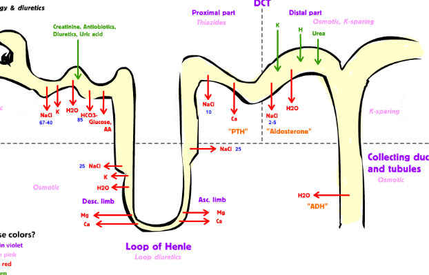 Uses of Natural Diuretics